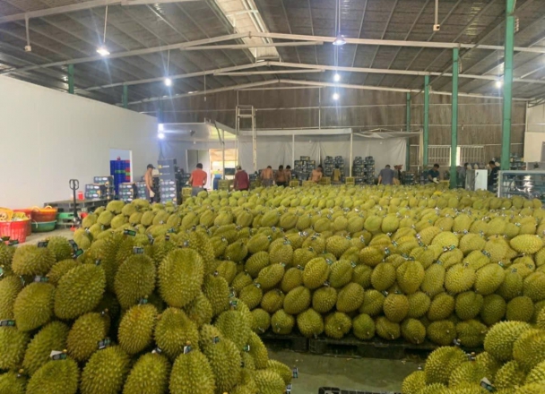 Export durian