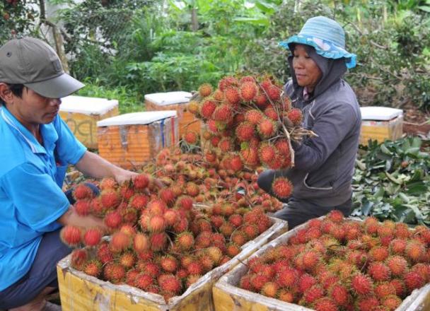 Export of rambutan