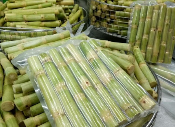 Sugarcane export