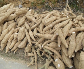 cassava root