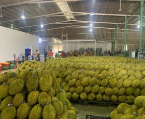 Export durian