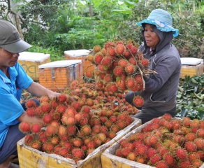 Export of rambutan