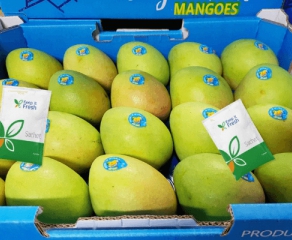 Exporting Mangoes