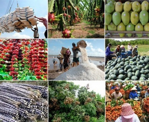 Increase agricultural export market coverage