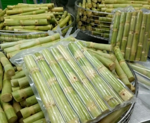 Sugarcane export